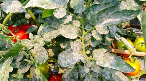 Powdery Mildew in Tomatoes: Identification and Prevention