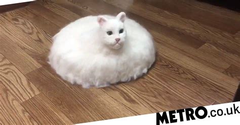 This cat/Roomba hybrid will give you nightmares | Metro News