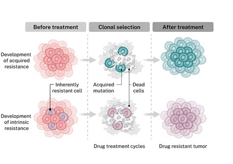 Cancer drug resistance – Scandion Oncology