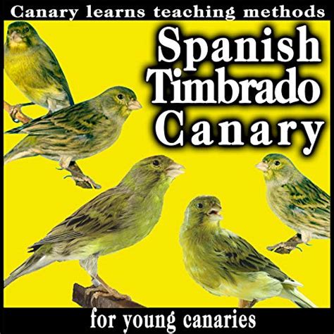 Spanish Timbrado Canary. Canary Learns Teaching Methods For Young Canaries by Sound and Birds ...