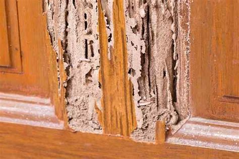 Blog - What Does Termite Damage Look Like?