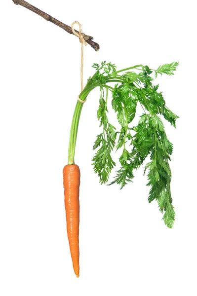 Carrot on a stick Images - Search Images on Everypixel