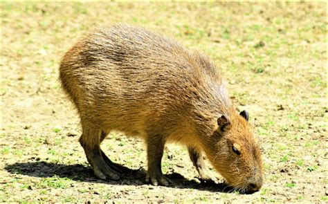 Capibara » Qué es, características, qué come, hábitat, extinción, reproducción