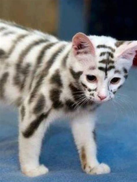 Like a skeleton, cool markings... Halloween kitten #catbreeds | Cute cats, Beautiful cats, Cute ...