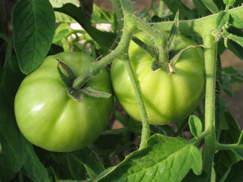 Green Tomatoes Free Stock Photo - Public Domain Pictures