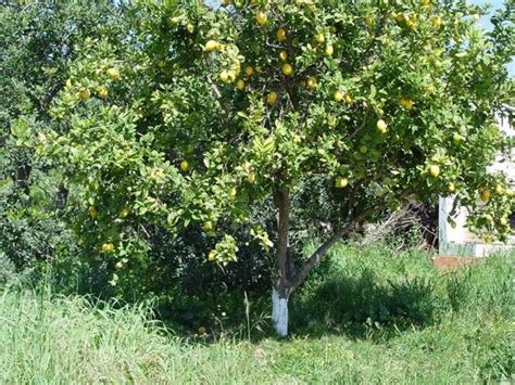 Albero limone - Potatura - Albero di limone