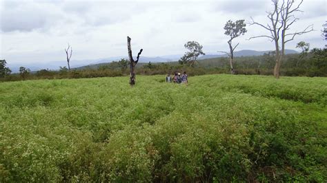 Sathyamangalam Tiger Reserve and Germalam Trek