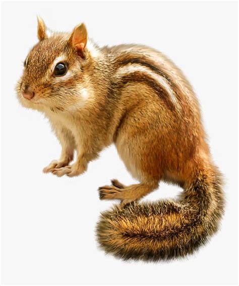 Chipmunk Png Clip Art - Chipmunk Clipart Png, Transparent Png - kindpng