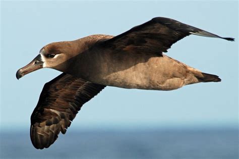 Black footed albatross - Alchetron, The Free Social Encyclopedia