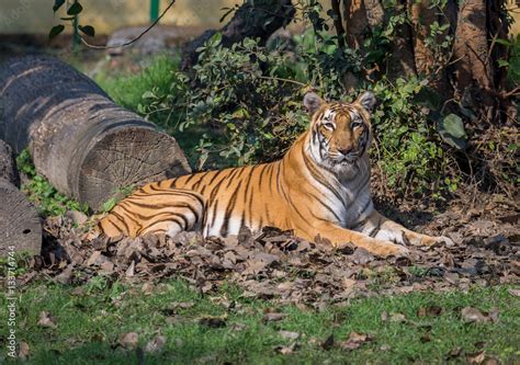 Bengal tiger at a wildlife sanctuary in India. The Bengal tigers are considered endangered ...