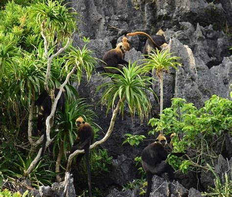 Cat Ba Langur, Trachypithecus poliocephalus - New England Primate Conservancy