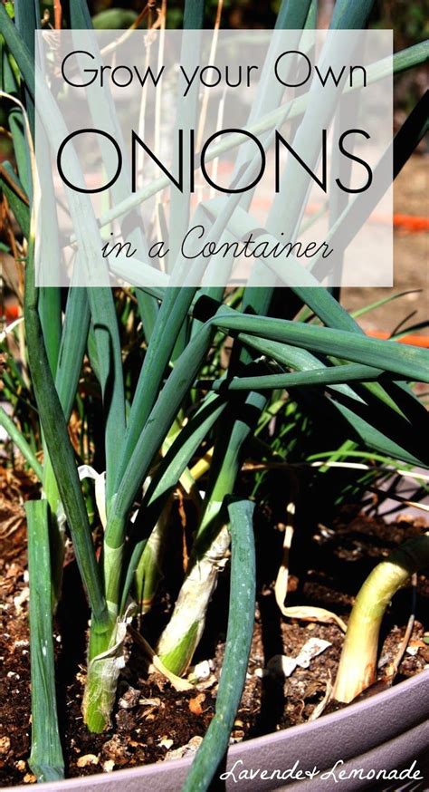 How to grow onions in containers - Modern Design 4 in 2020 | Green ...