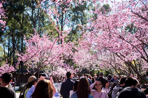 Sydney Cherry Blossom Festival | Attractions in Sydney