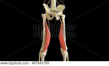 Vastus Medialis Muscle Image & Photo (Free Trial) | Bigstock