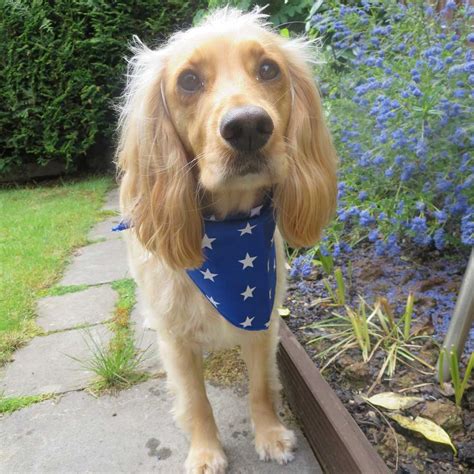 Blue Stars Dog Bandanas | Stars Bandanas for Dogs