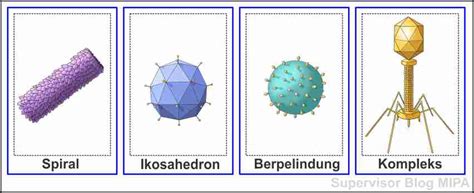 18+ Bentuk Virus, Konsep Terkini!