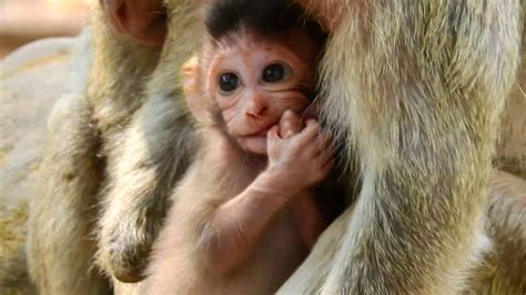 new born baby monkey learn to walk and play Cute Monkey, Angkor, Chimpanzee, Big Dogs ...