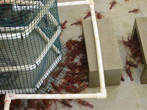 DIY Aquaculture: Crayfish farming