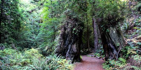 Fern Canyon Trail | Outdoor Project