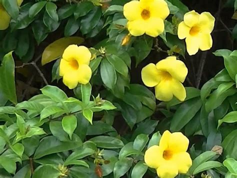 Allamanda cathartica | Wholesale Nursery - Nurseries in Melbourne, Sydney & Brisbane | Plantmark