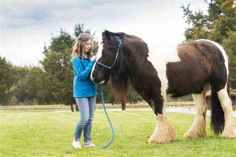 Gypsy Horse — Full Profile, History, and Care