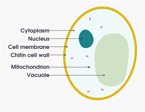 Labelled Diagram Of A Yeast Cell , Free Transparent Clipart - ClipartKey