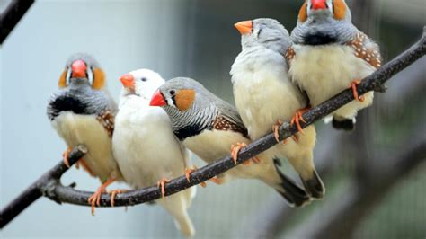 Zebra Finch - The Finches of Serenity | Serenity Aquarium & Aviary Services