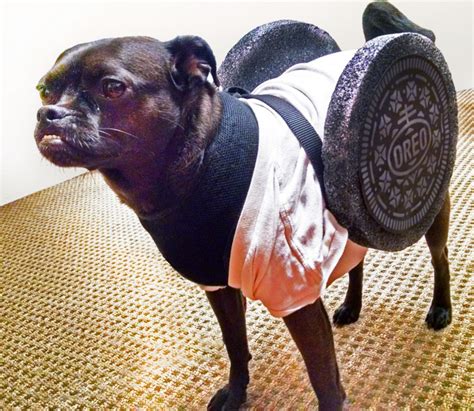 10 Homemade Dog Halloween Costume Ideas | DogTails