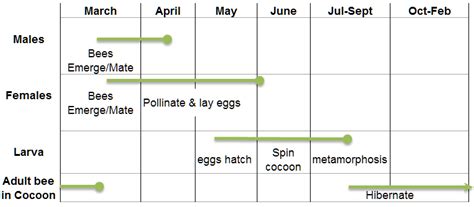 Attracting and Raising Mason Bees – Migratory Legends