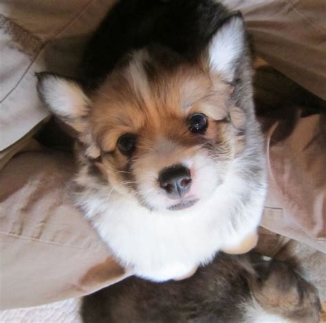 Fluffy Corgi Puppy. I've always wanted one. | Corgi dog, Corgi, Puppies