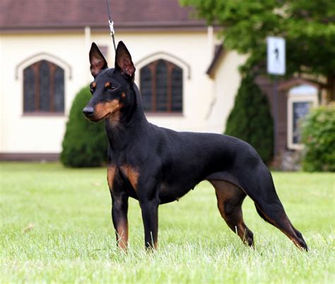 Toy Manchester Terrier - Puppies, Rescue, Pictures, Information, Temperament, Characteristics ...