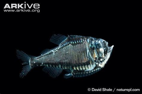 Giant hatchetfish - Alchetron, The Free Social Encyclopedia