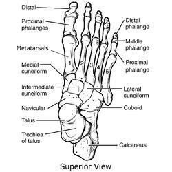 Metatarsals - Physiopedia