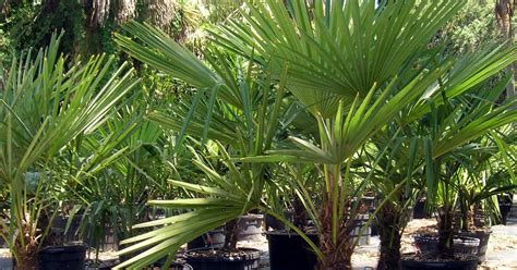 A Quality Plant: COLD HARDY PALMS