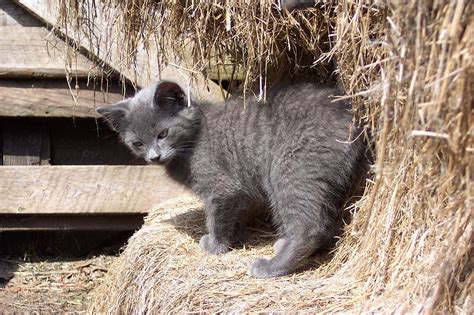 Door County Humane Society Introduces Barn Cat Adoption Program - Door County Pulse