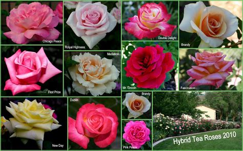 HYBRID TEA ROSES - Sowing the Seeds | Hybrid tea roses, Rose, Tea roses