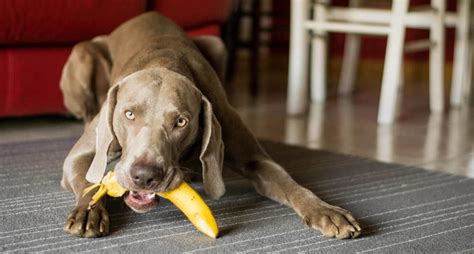 Can dogs eat bananas?