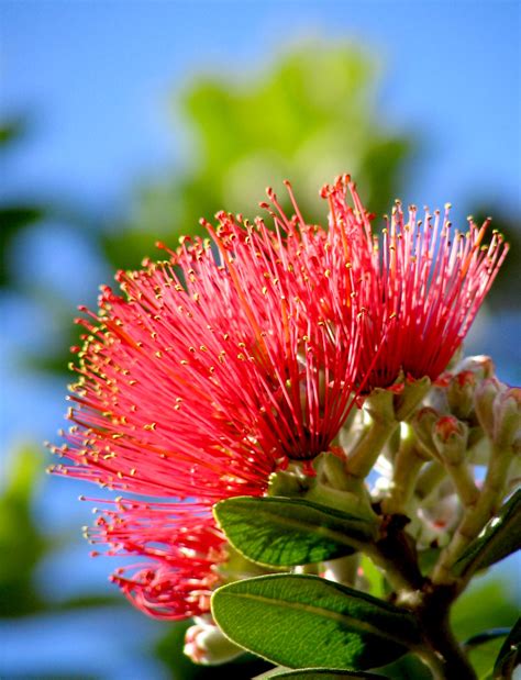 Pohutukawa | The pohutukawa flower -- this is Christmas in N… | Flickr