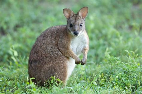 Parma wallaby - Alchetron, The Free Social Encyclopedia