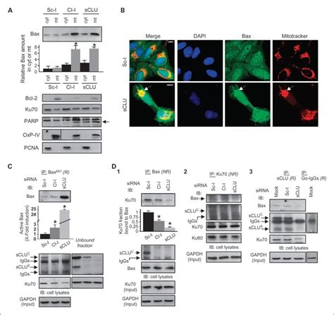 OxPhos Complex IV subunit IV Antibody (A-21347)