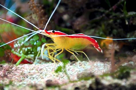 Cleaner Shrimp – "OCEAN TREASURES" Memorial Library