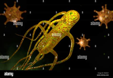 Salmonella Typhi Image