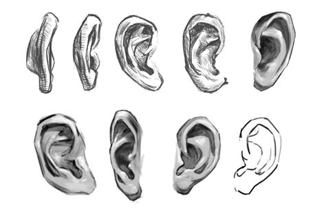 How to Draw Ears, a Detailed Step-by-Step Guide – GVAAT'S WORKSHOP