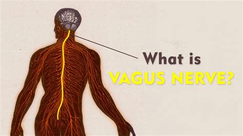 Vagus Nerve Anatomy Brain