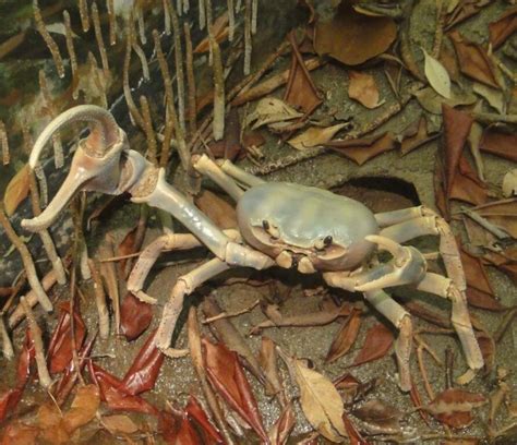 Giant Land Crab — The Department of Environment and Natural Resources