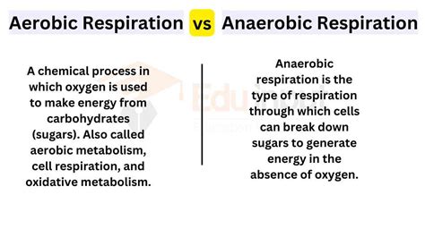 Aerobic Anaerobic Respiration: 11 Differences, Examples