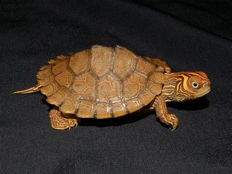 High Orange Mississippi Map Turtles For Sale | The Turtle Source