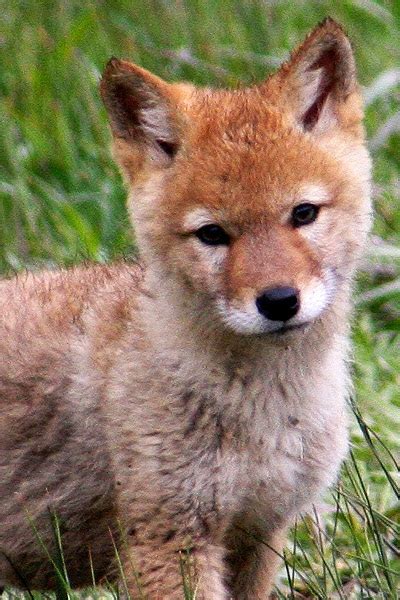 Photolove Baby coyote pup in Y ~ Lovely Cool Photo of the Day