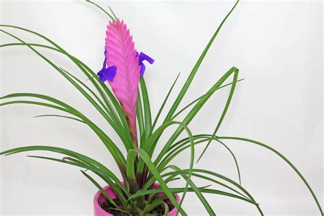 Tillandsia cyanea - Pink Quill › Indoor Plants