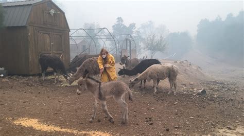 Camp Fire: Animal rescuers work despite catastrophic losses